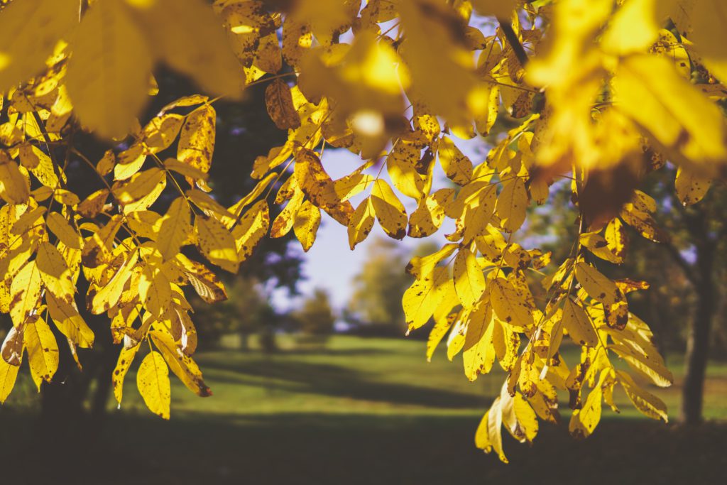 Golden leaves frame a calming scene of a pasture where you can peacefully pray a prayer for new beginnings.