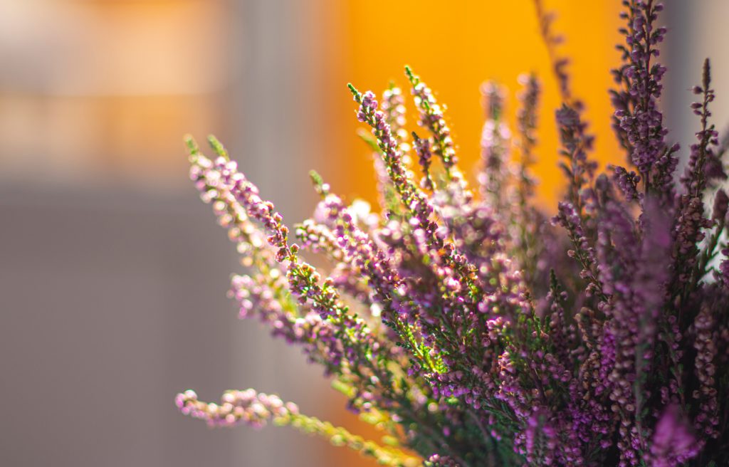 Morning suns shines through a bunch of lavender bringing peace and a morning prayer for hope.