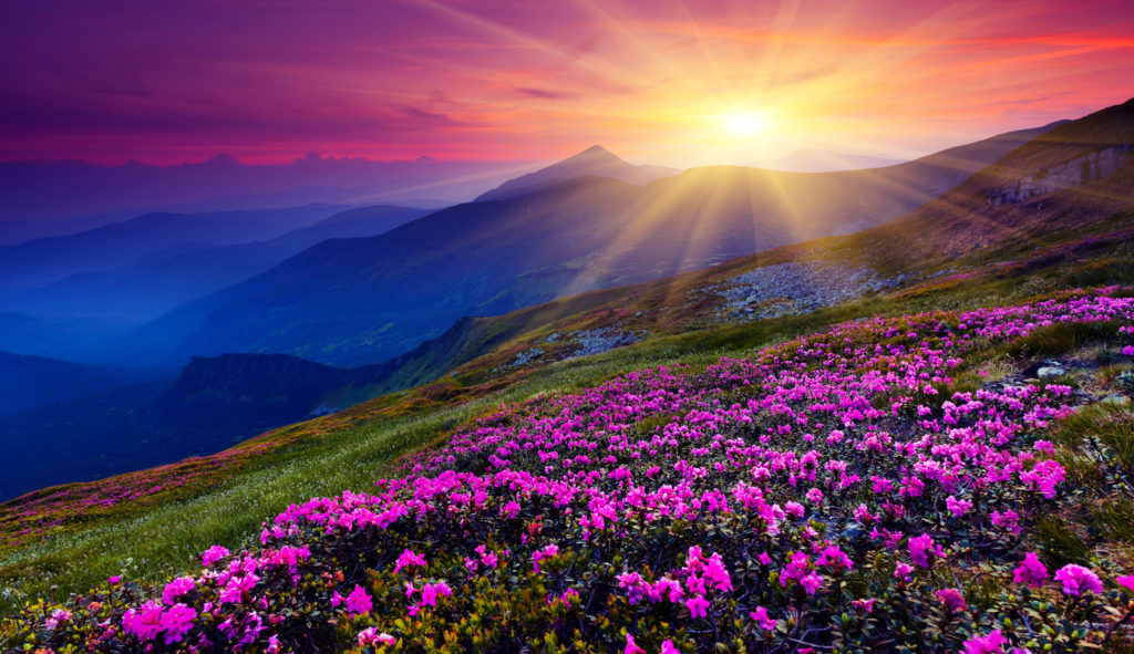 The sun rises over mountains filled with pink rhododendrons reminding us to pray a morning prayer about making sacrifices and let God give you good gifts in return.