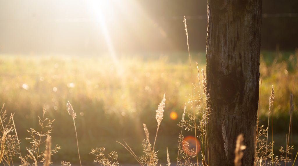 The morning sun shines on grasses and a tree trunk while we prayer a morning prayer of thankfulness.
