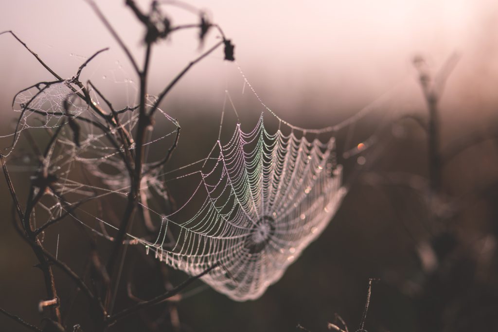 A spiderweb glistens in the morning light reminding us to pray a morning prayer to recognize evil so we won't be caught by Satan's schemes.