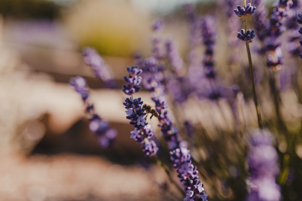 The peaceful purple of lavender flowers reminds you to prayer a short prayer for protection today.