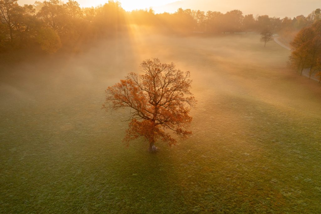 The morning sun shines on a lone tree in a field reminding us to pray a morning prayer to be brave.