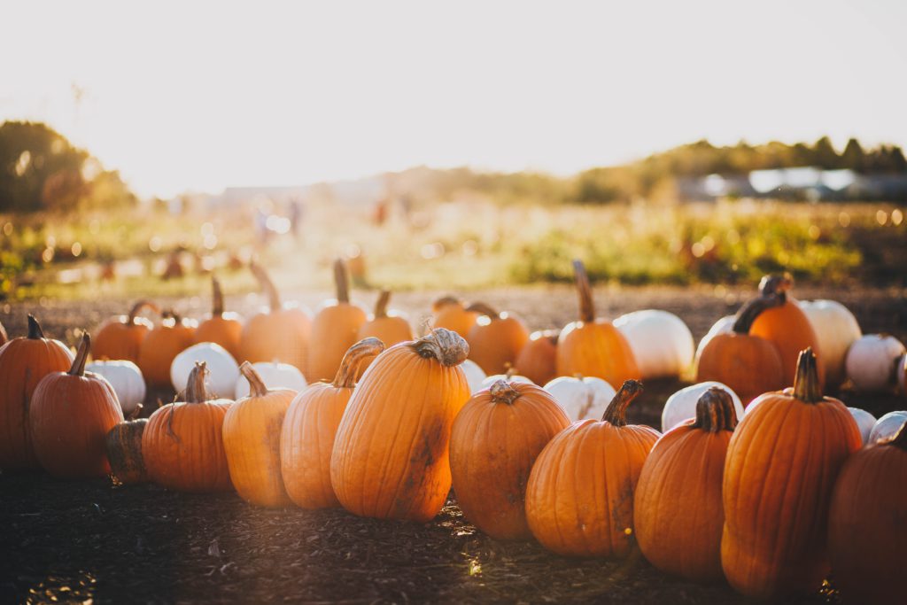 A pumpkin patch in the waning sun reminds us to pray a short prayer for the approaching Autumn.