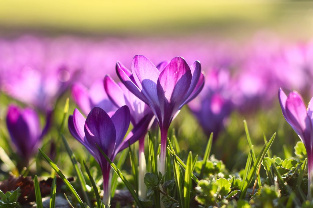 Purple flowers glow in the sun reminding you to pray a word about beauty.