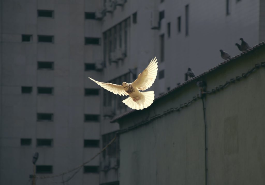 A white dove floats to down in front of building as a reminder to pray a prayer for peace.
