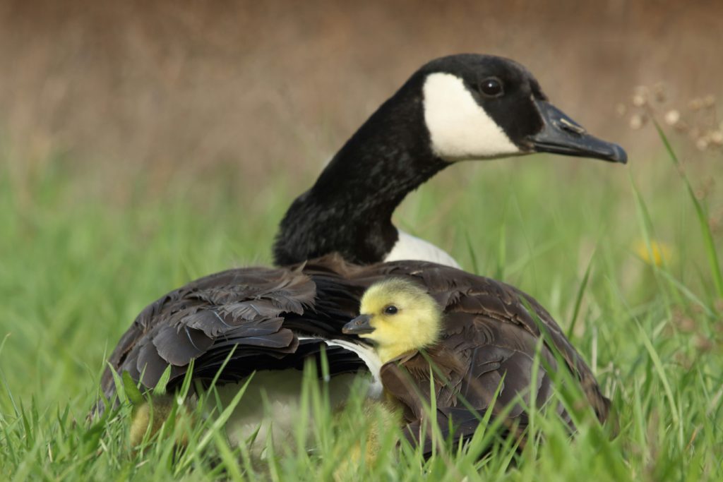 A mother goose hides her gosling in the shelter of her wings, showing Psalm 63 is a good verse to incorporate into a Bible-based bedtime routine.