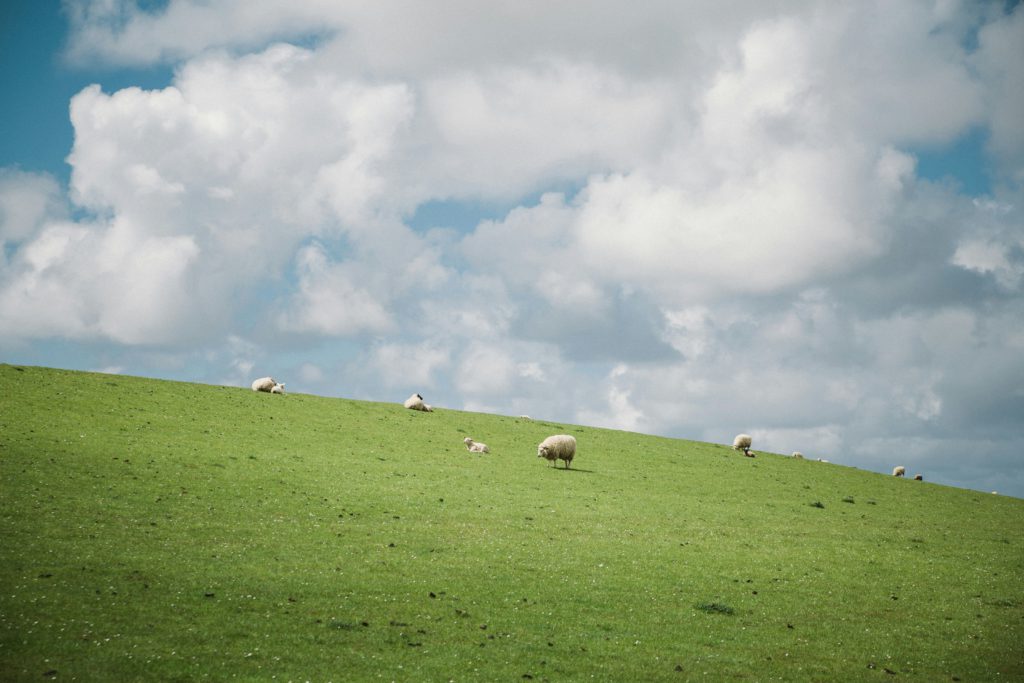 Sheep grazing in a green pasture remind you to use Bible verses for better sleep.