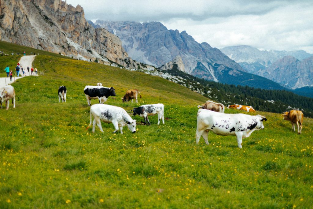 Cows on a mountainous hillside illustrate the Bible verse about God's ownership of it all.