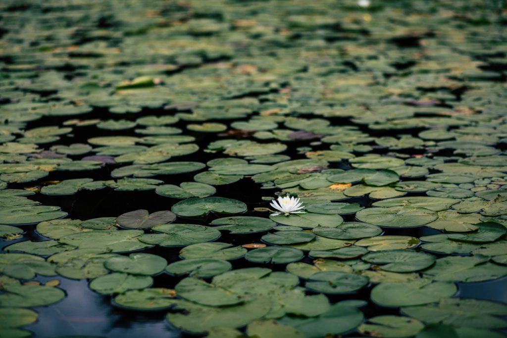Lily pads on a pond with a single white flower remind us to find peace at night in meditating on Bible verses.