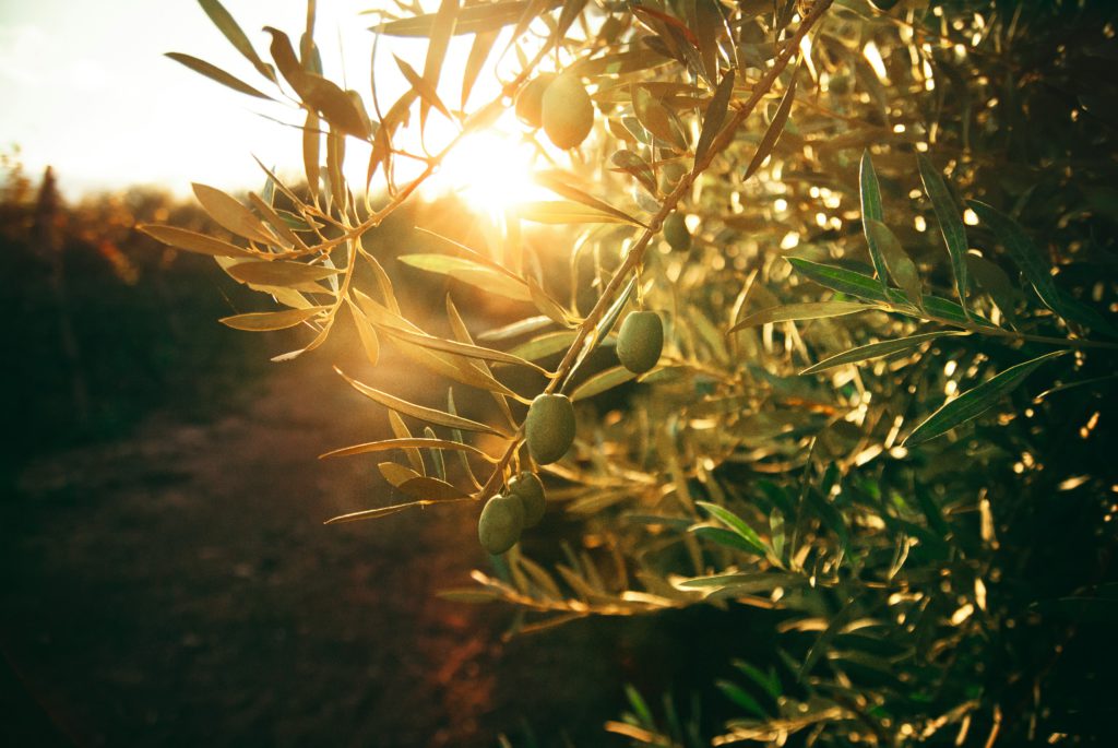 The setting sun shines on a green olive tree, illustrating the Scriptures for restful sleep about trees and growth.