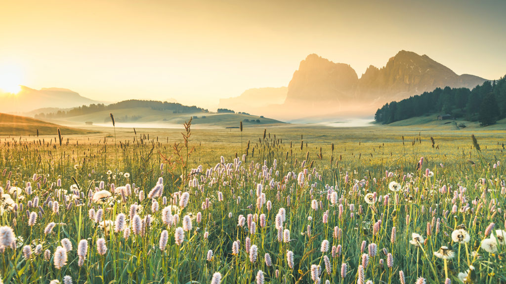 Royalty Free Stock Photo: A meadow at sunset where one can find peace.