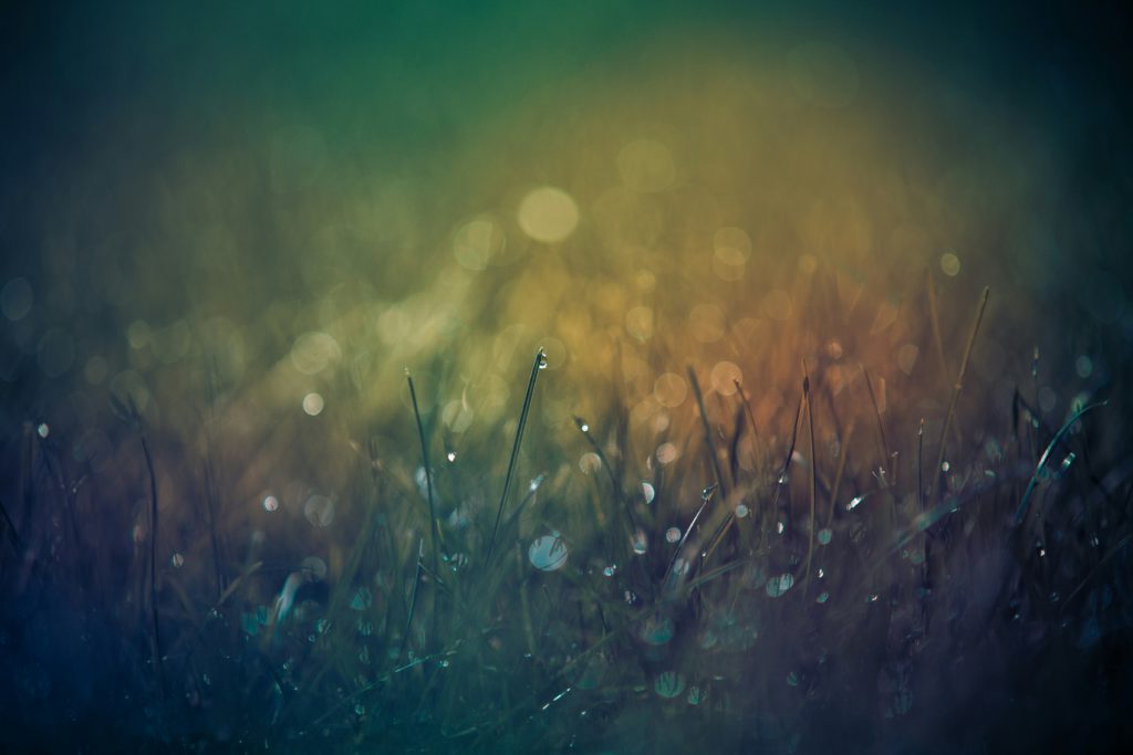 Dew dripped grasses in a hazy orange light have a dreamlike quality like when we get better sleep.