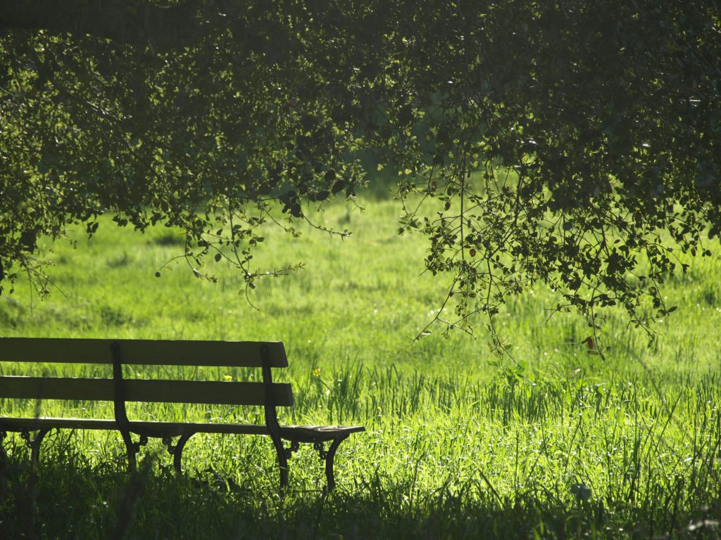 An empty bench overlooking a green field can help bring peace and rest.