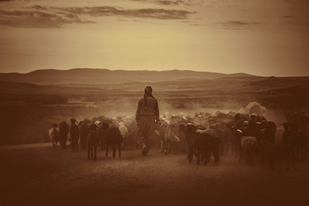 A shepherd herds his sheep at sunset, helping them find peace for sleep like Jesus does for His people.