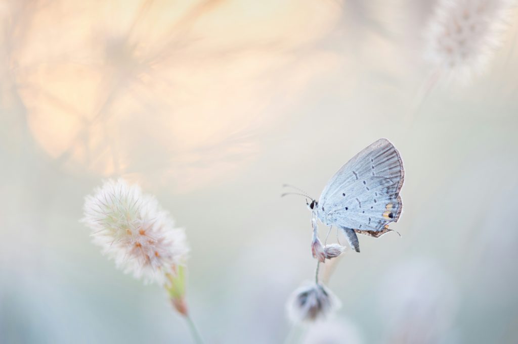 A butterfly perched on a fuzzy flower shows God's power to transform.