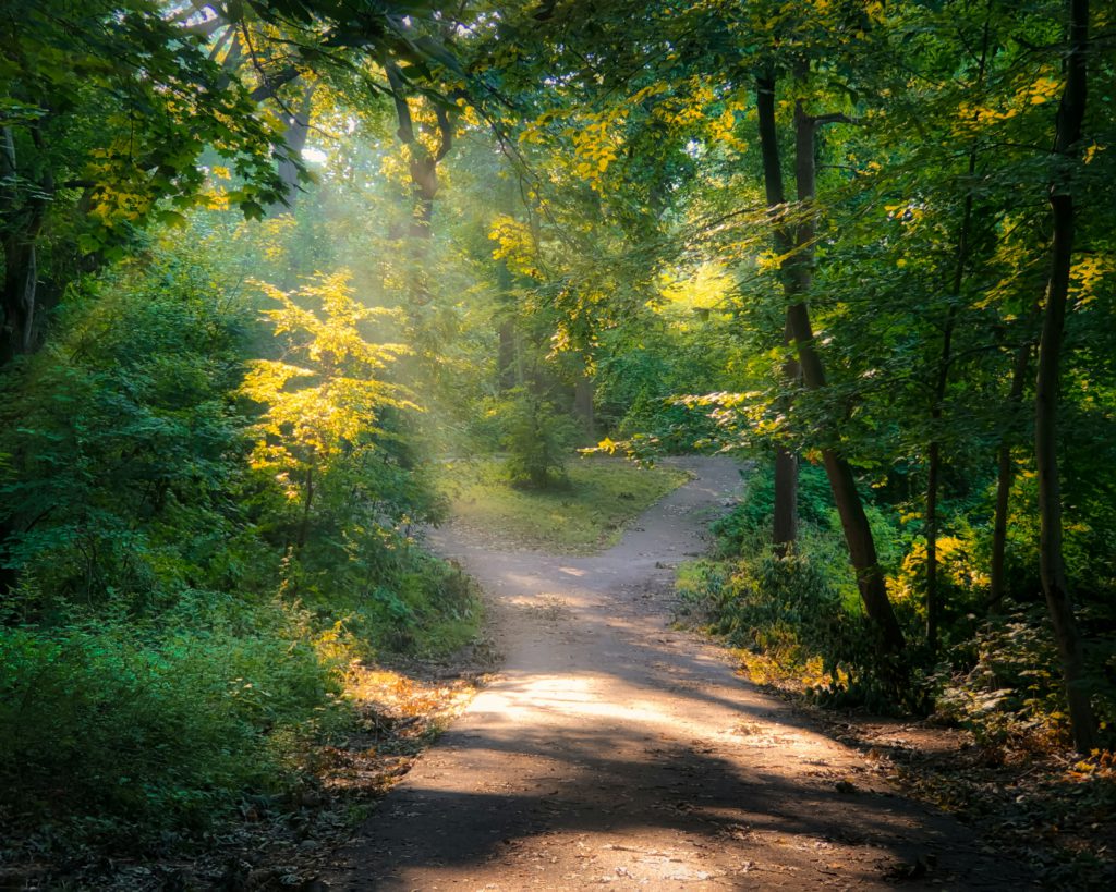 A sun-dabbled dirt path through the woods symbolizes the beauty of surrender to God's ways.