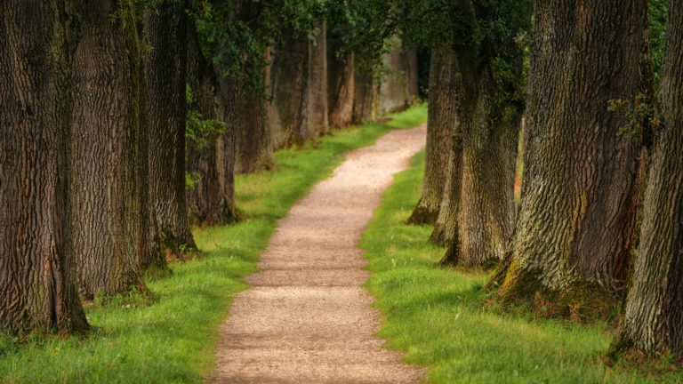 A tree-lined dirt path shows us the way to becoming unoffendable.