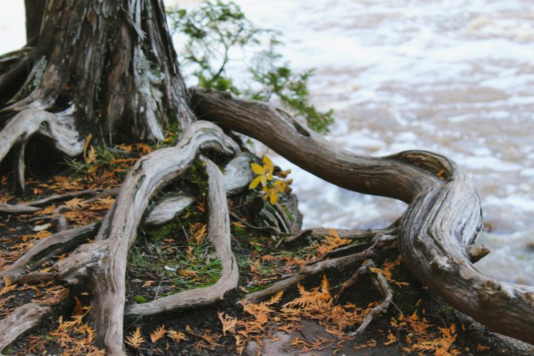 A big tree planted by a river shows good roots just like a strong belief system.