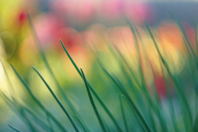 Blades of grass in front of blurred flowers speak of our greatest need: God's forgiveness.