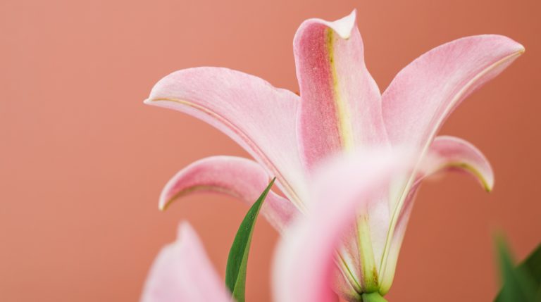 A pink lily against a dark pink background reminds us of a mother's influence in our lives.