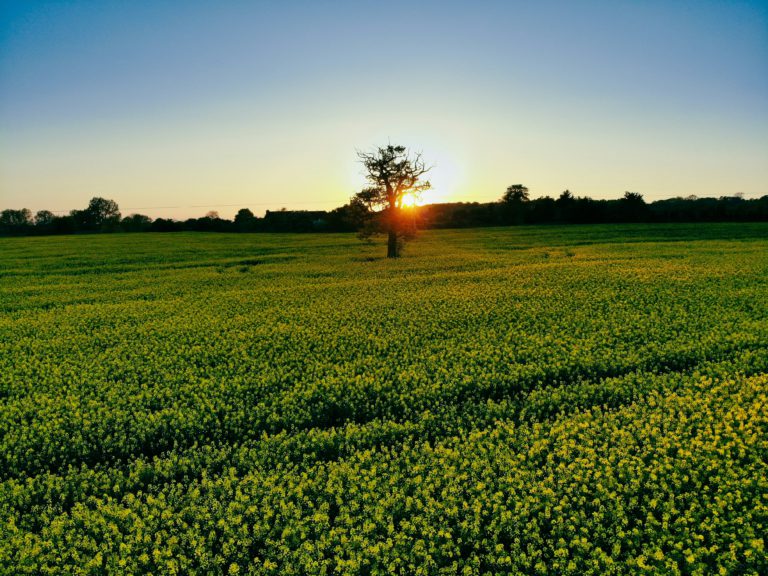 the sun sets on crop in a field illustrating that nurturing biblical patience is needed.