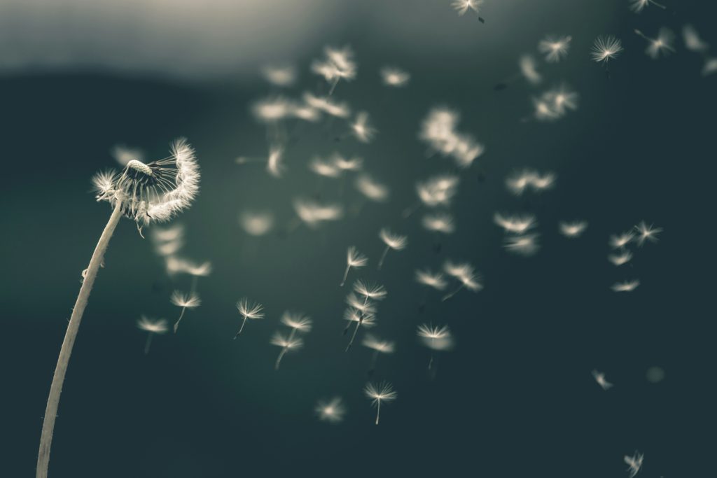 Seeds flowing off a dandelion illustrate what it means to overlook offense.