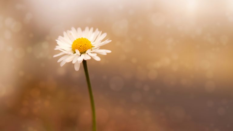 A white daisy stands alone in front of a blurred background as you learn to release offense.