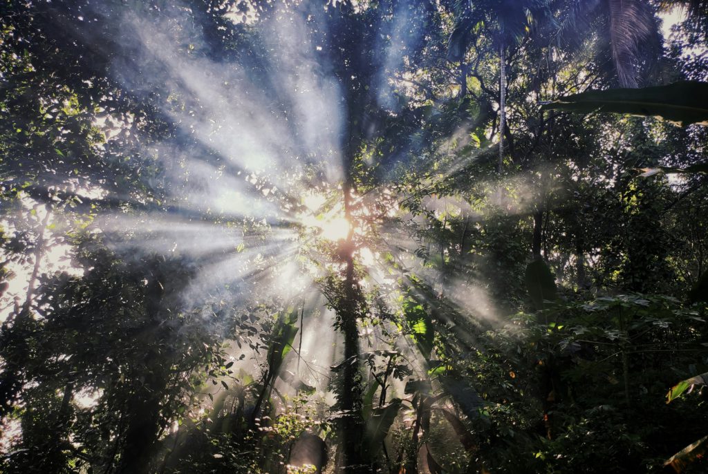 Light from the sun shining down through the trees illustrates truth's role in spiritual awakening.
