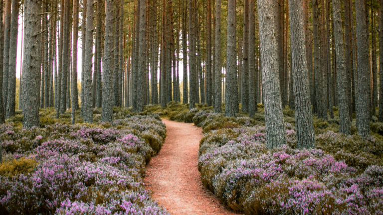 Let the wisdom of God guide you on your journey, like on this lavender-lined path through the woods.