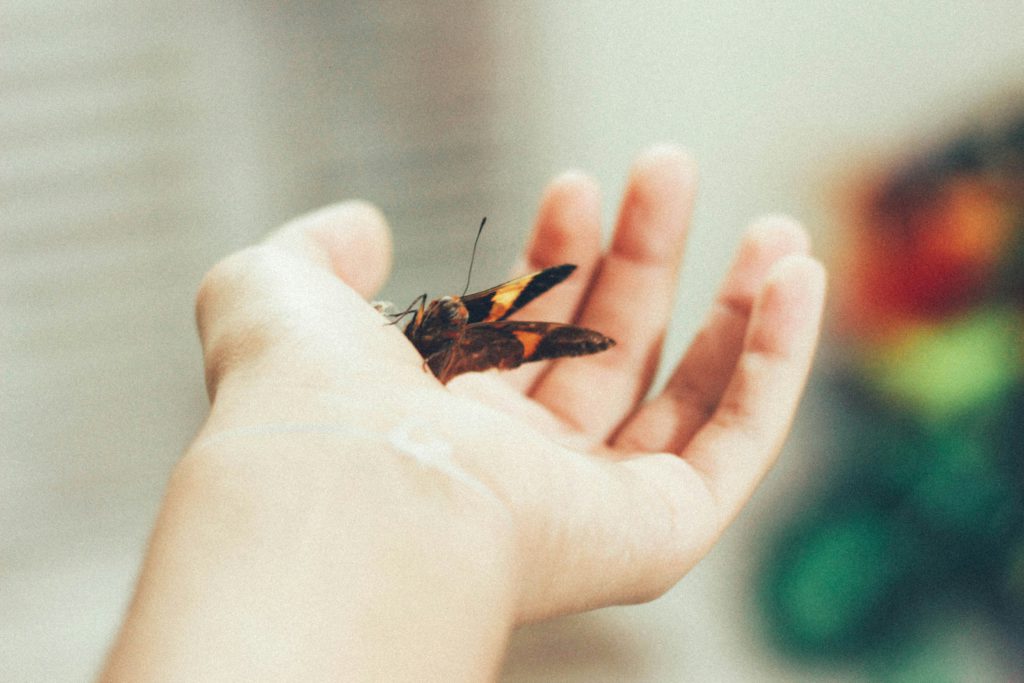 An open hand gently holds a butterfly as an example of how to be unoffendable as you deal gently with others.