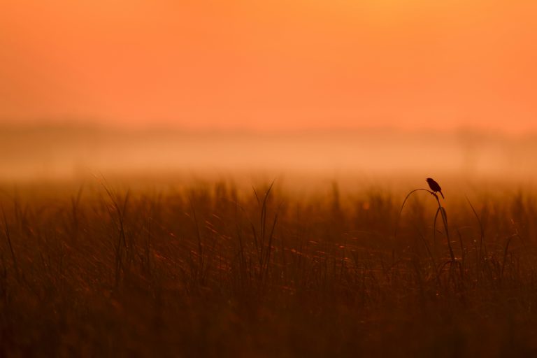 A bird sits on a grass stalk during a brilliant orange sunset living unoffended by all that goes on around it.