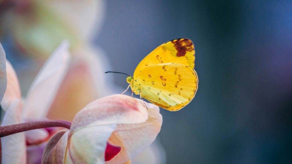 A beautiful yellow butterfly lights on a pink flower as an expression of revelations that transformed people's lives.