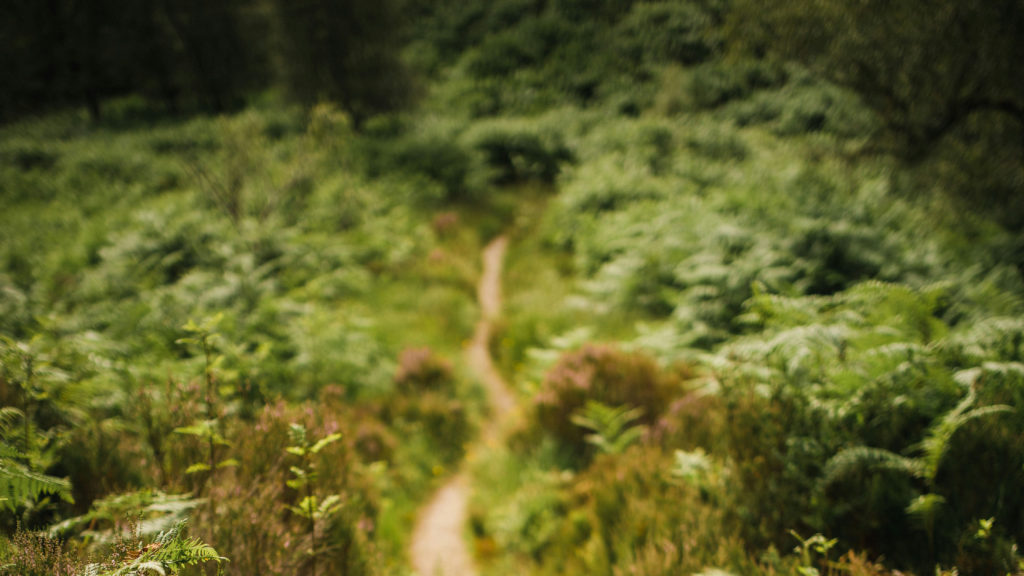 A dirt path through thick brush illustrates how God makes straight paths for us when we trust in Him.