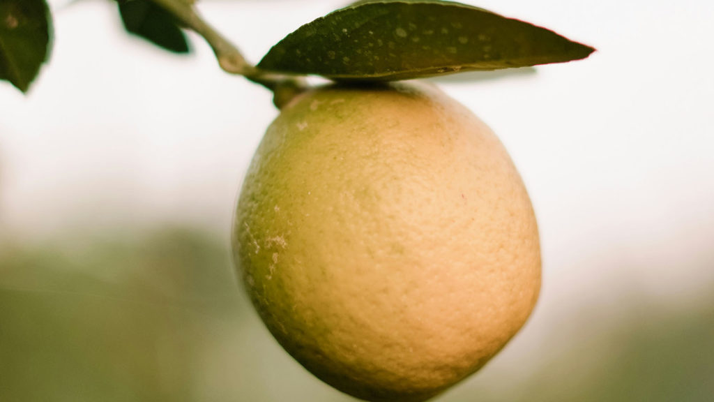 An orange hangs from a tree demonstrating bearing upward fruit.