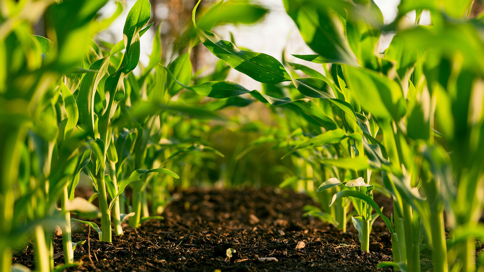 A field of corn growing exemplifies cultivating a life of faith.