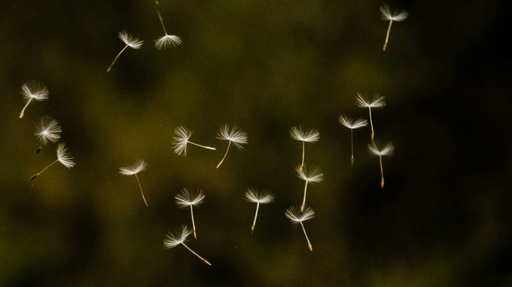Dandelion seeds float through the sky illustrating emotional baggage that has been let go.