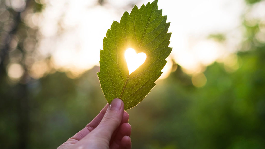 Green leaf with cut heart in a hand reminds us to show love in preparation for our great family reunion in heaven.
