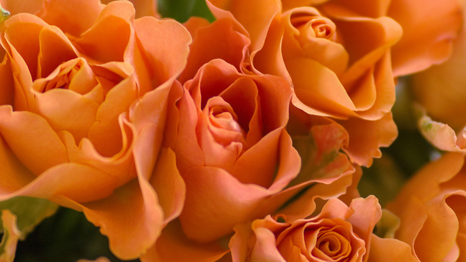 A beautiful bunch of bright orange roses signify a fragrant offering.