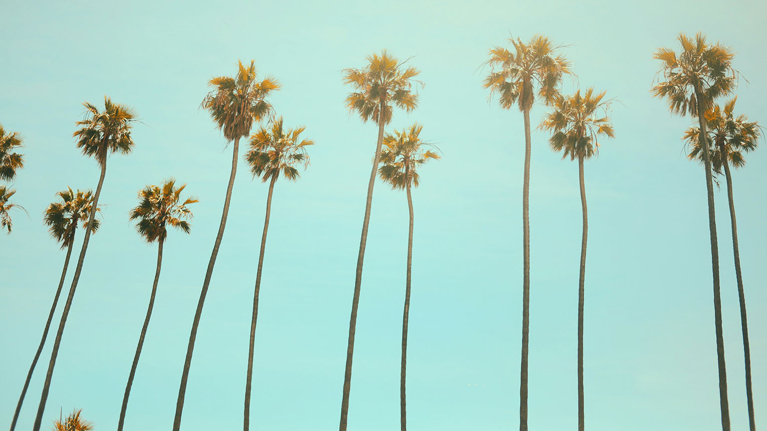 Palm trees on a California beach show us the meaning of growing together.