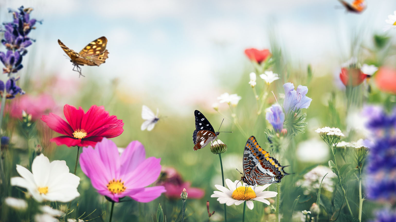 Summer garden full of colourful flowers and flying butterflies shows us how to flourish.
