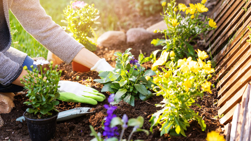 A woman's hands plants flowers in a backyard flower bed as she learns how to flourish.