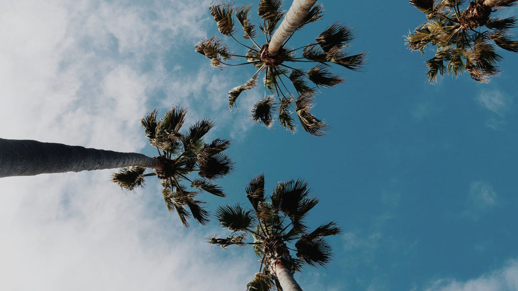 Looking up at palm trees against a blue sky with a few clouds reminds us that less is more.