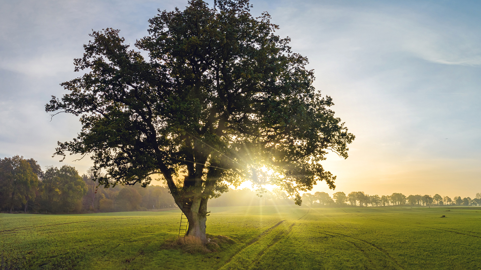 Royalty-free stock image: An oak tree represents a firm foundation of faith; Getty Images