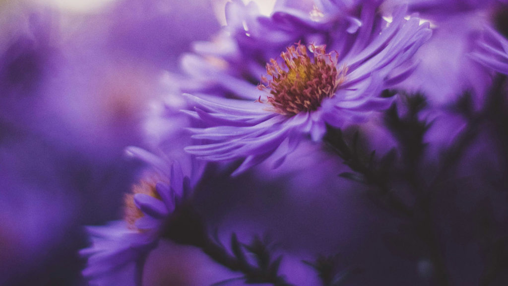 A lovely purple flowers shows how you can bloom when you're rooted in faith.