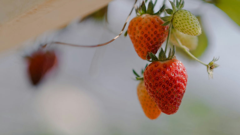 Strawberries ripening on the vine remind us to taste and see that the Lord is good.