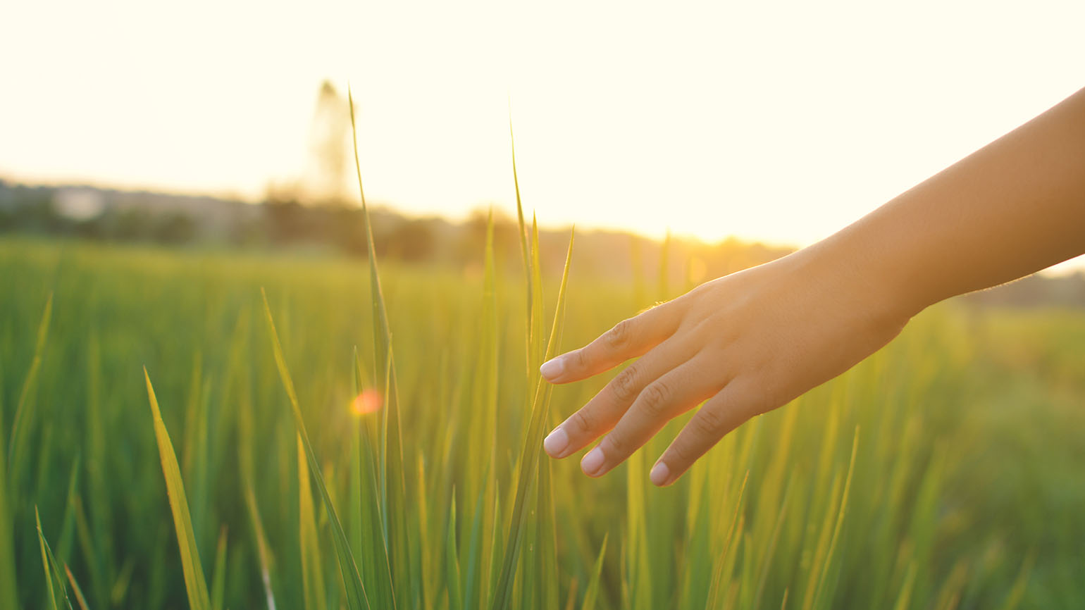 A hand over a green field reaches out to be touched by Jesus