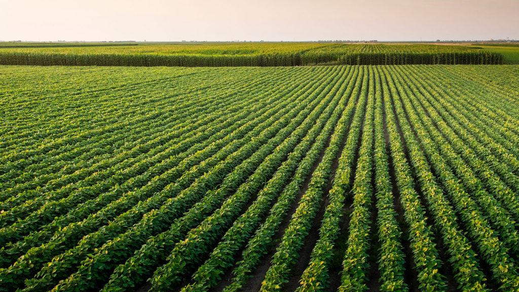 A field full of green growing plants beg the question, "What kind of crop?"