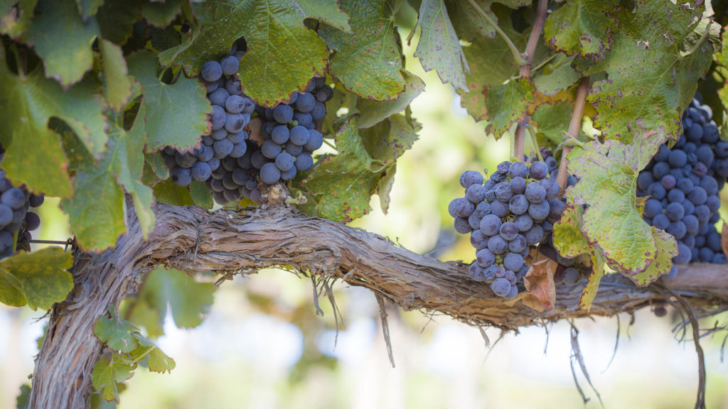 Ripe purple grapes on a vine symbolize bearing the fruit of the Spirit