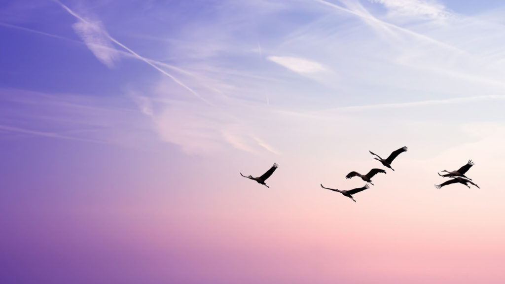Birds fly during a pink and blue sunset as they leave bitterness behind.